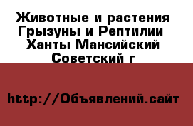 Животные и растения Грызуны и Рептилии. Ханты-Мансийский,Советский г.